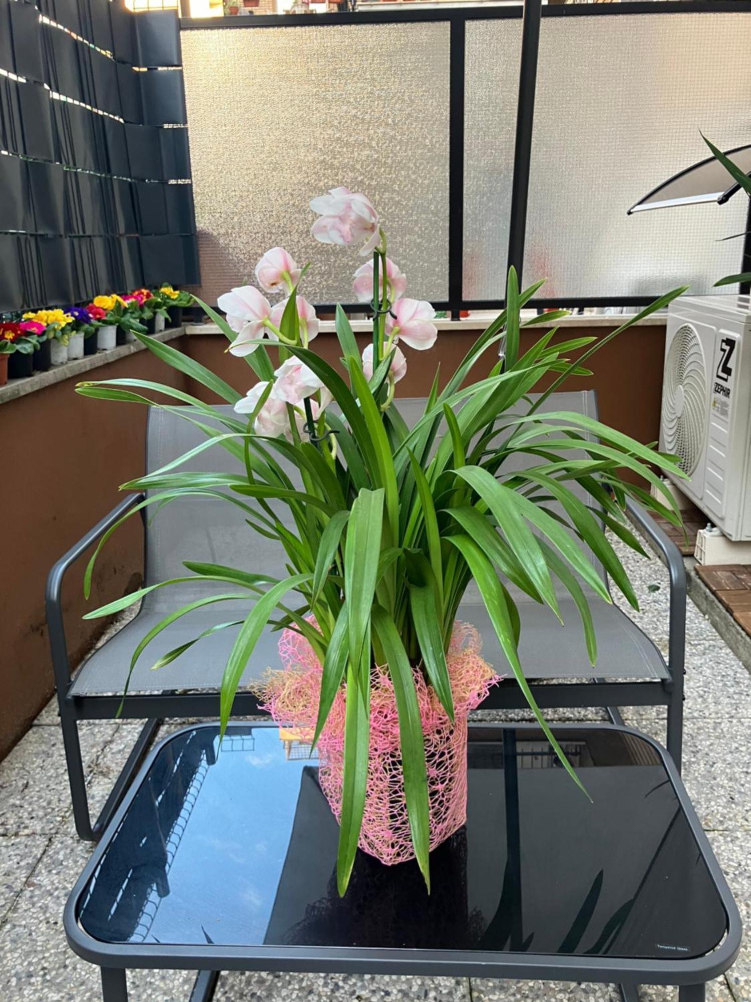 Le Rondini In Giardino Appartamento *